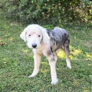 A fluffy dog with a shaggy coat stands on a grassy lawn, looking directly at the camera.
