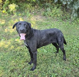 black dog standing on grass