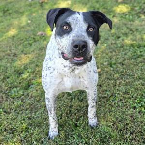 A black and white spotted dog with brown eyes standing on grass.