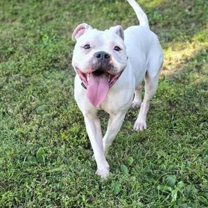 A white dog with its tongue out, walking on grass.