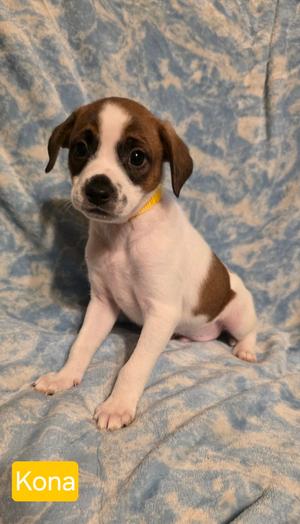 Kona, Rat Terrier, puppy, available for adoption