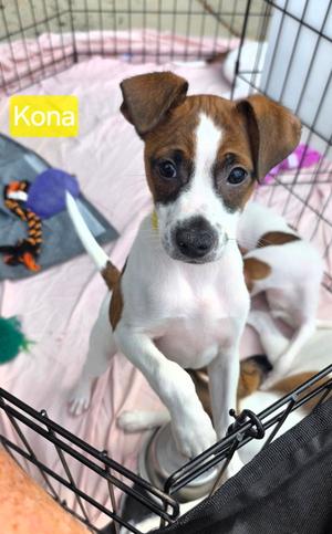 Kona, Rat Terrier, puppy, available for adoption