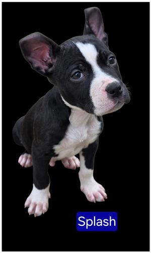 Splash, American Pit Bull Terrier, young, available for adoption
