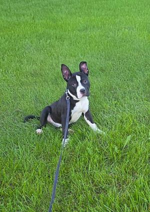 A black and white dog sitting on green grass, wearing a collar and leash.