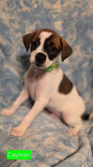 Cayman, Rat Terrier, puppy, available for adoption