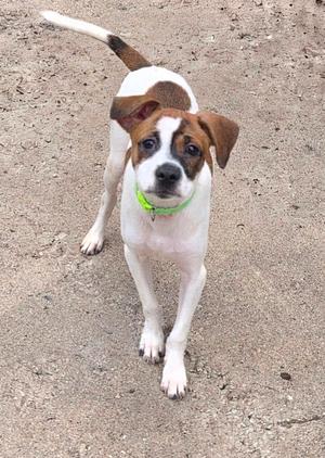 A small dog with a white and brown coat, wearing a green collar, standing on a gravel surface and looking up at the camera.
