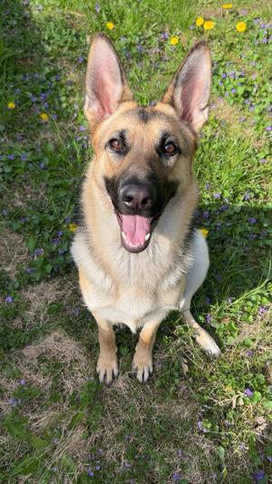 Nova, German Shepherd Dog, young, available for adoption