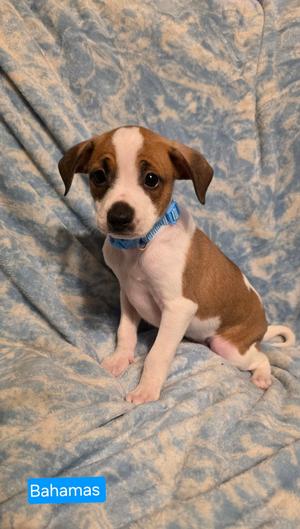 Bahama, Rat Terrier, puppy, available for adoption