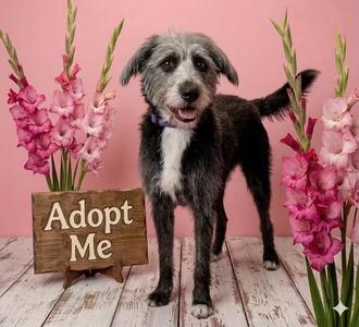 Raven, Poodle (Standard) / Schnauzer, adult, available for adoption