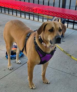 Peaches, Black Mouth Cur / Labrador Retriever, adult, available for adoption