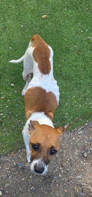 Aruba, Rat Terrier, adult, available for adoption
