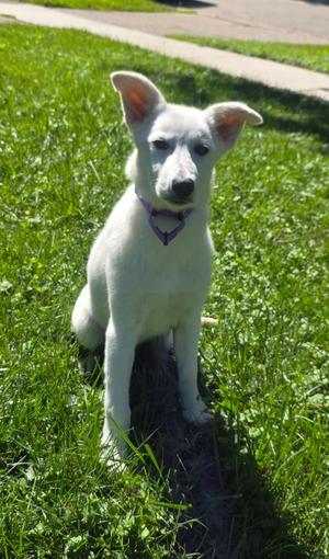 Misty, Shepherd, young, available for adoption