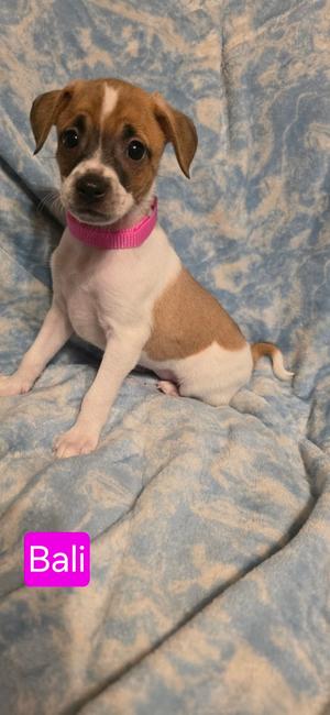 Bali, Rat Terrier, puppy, available for adoption
