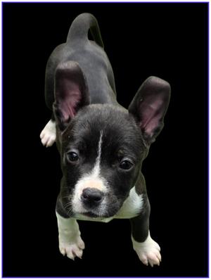 Reef, American Pit Bull Terrier, puppy, available for adoption