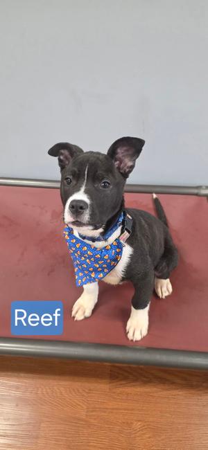 Reef, American Pit Bull Terrier, puppy, available for adoption