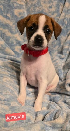 Jamaica, Rat Terrier, puppy, available for adoption