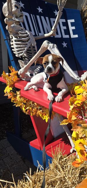 Jamaica, Rat Terrier, puppy, available for adoption