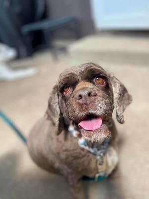Hershey, Cocker Spaniel, senior, available for adoption