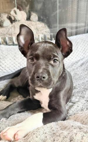 Dock, American Pit Bull Terrier, puppy, available for adoption