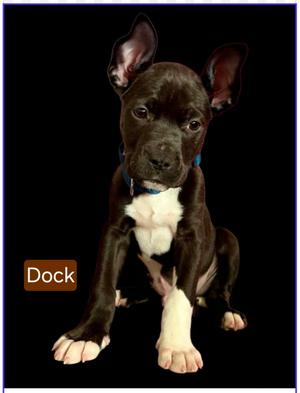 Dock, American Pit Bull Terrier, puppy, available for adoption