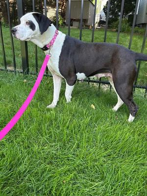 Buttons, Great Dane / Labrador Retriever, adult, available for adoption
