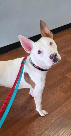 Atlas, American Pit Bull Terrier, young, available for adoption