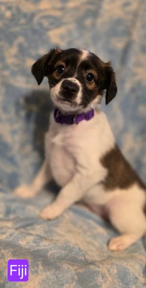 Fiji, Rat Terrier, puppy, available for adoption