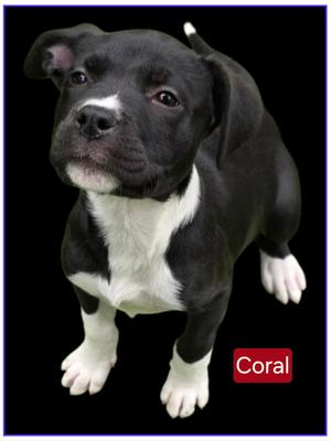 Coral, American Pit Bull Terrier, puppy, available for adoption