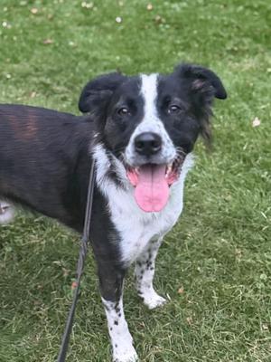 A black and white dog with a pink tongue sticking out, standing on grass.