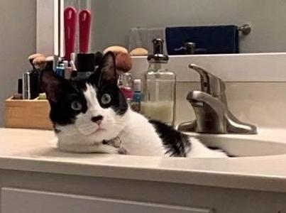 Kevin, senior, available for adoption