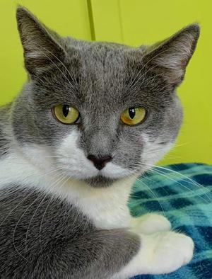 Igloo, adult, available for adoption