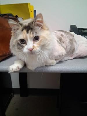 A calico cat with partially shaved fur resting on an office desk.