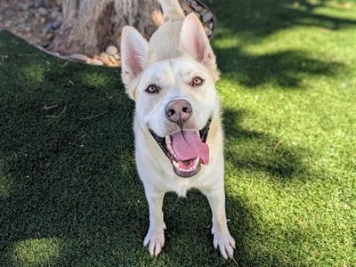 POLO, Siberian Husky, adult, available for adoption