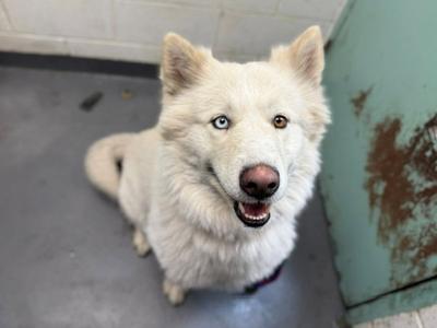A white dog with heterochromia, one blue eye and one brown eye, sitting on a concrete floor and looking up at the camera with its mouth open in a happy expression.
