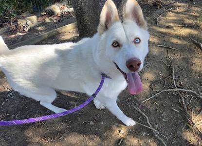 A white dog with blue eyes and a pink tongue is standing on a dirt path, wearing a purple leash.