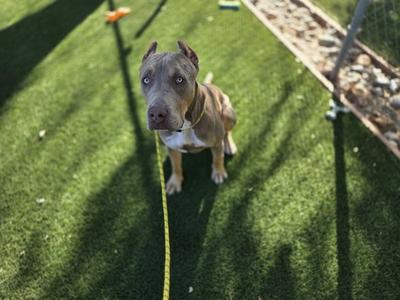 A brown dog with a white chest and a yellow leash, standing on green artificial grass, looking up at the camera.