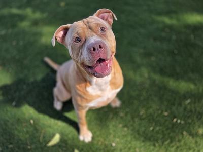 A happy brown and white dog sitting on a grassy lawn, looking up with its tongue out.