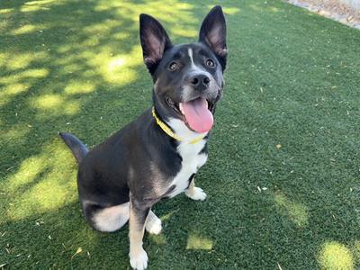 A black and white dog with a yellow collar is sitting on green artificial grass, looking up with its tongue out.