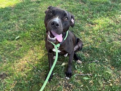 A black dog with a pink tongue sticking out, sitting on grass with a green leash attached to its collar.