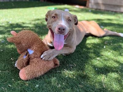 ALUNA, Pit Bull Terrier, adult, available for adoption