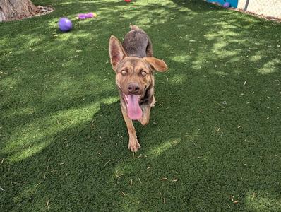 A brown dog with a black muzzle and floppy ears is standing on a green artificial turf, looking directly at the camera with its tongue out. There are a few toys in the background, including a purple ball and a yellow toy.
