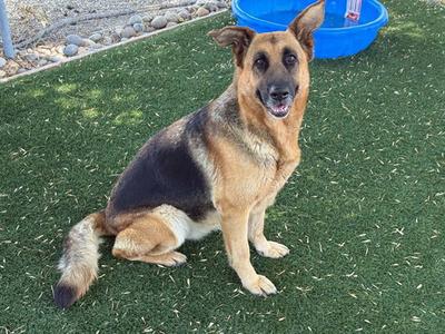 CHARLOTTE, German Shepherd Dog, adult, available for adoption