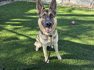 A German Shepherd dog sitting on artificial grass, looking at the camera with a happy expression.