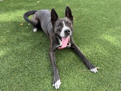 A black and white dog lying on green grass with its tongue out