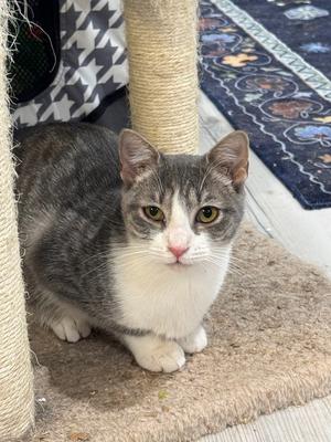 Nova, kitten, available for adoption