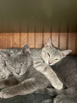 Casper, young, available for adoption