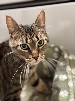 Dora, adult, available for adoption