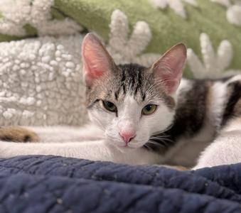 Chestnut, young, available for adoption