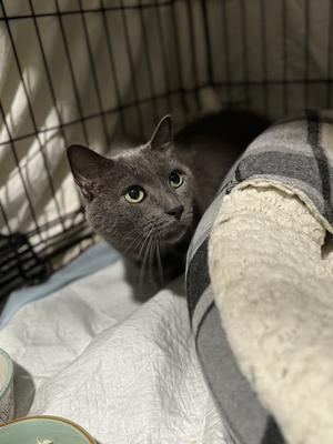 Henry, adult, available for adoption