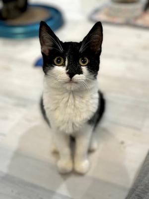 Phoebe, young, available for adoption